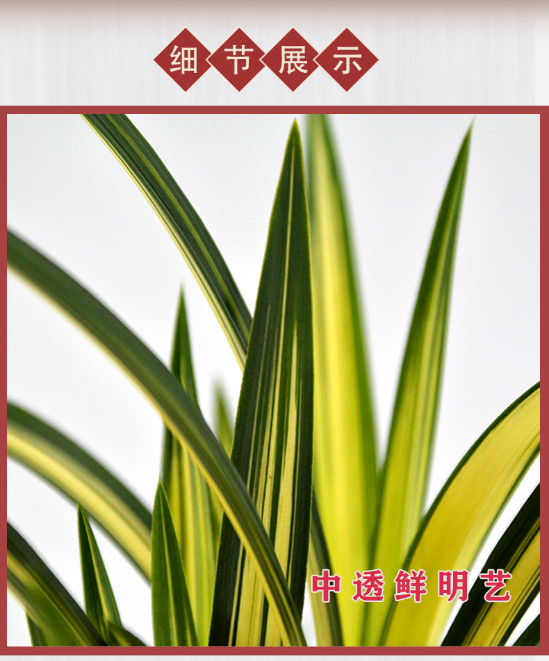 （详情页）_03.jpg