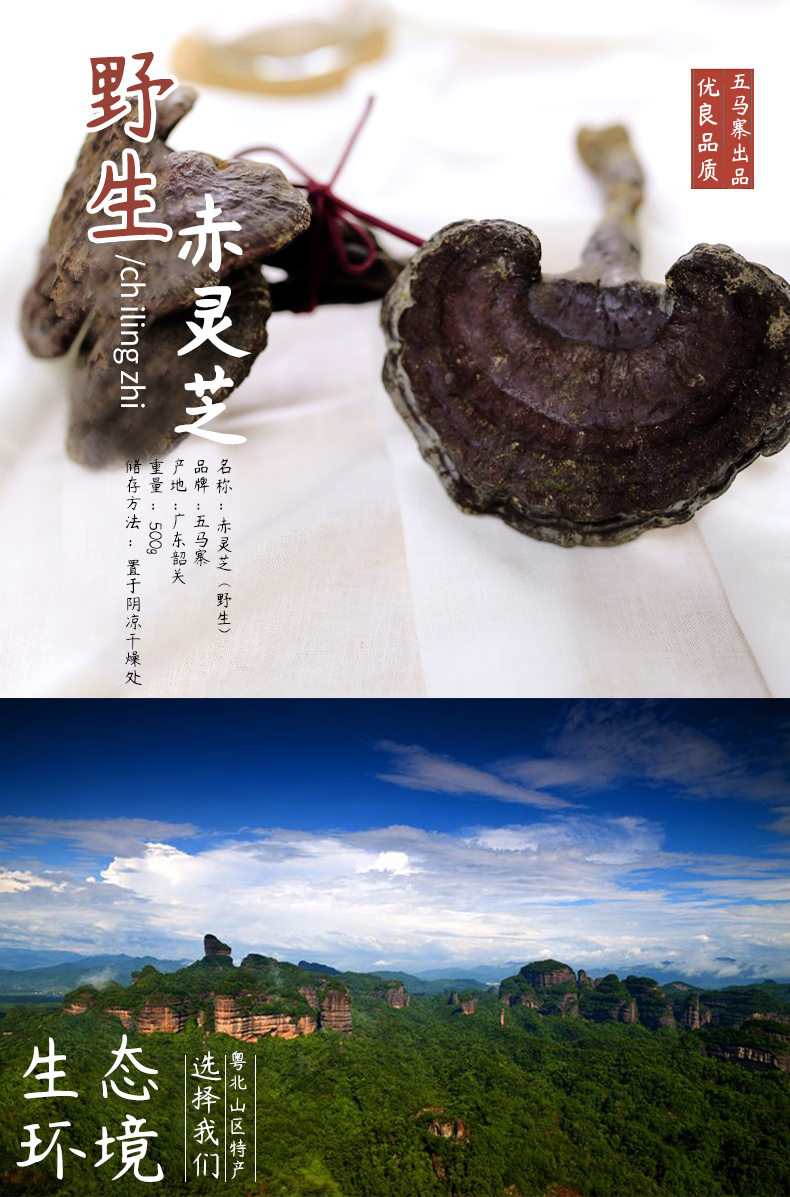 野生赤灵芝_01 (2).jpg