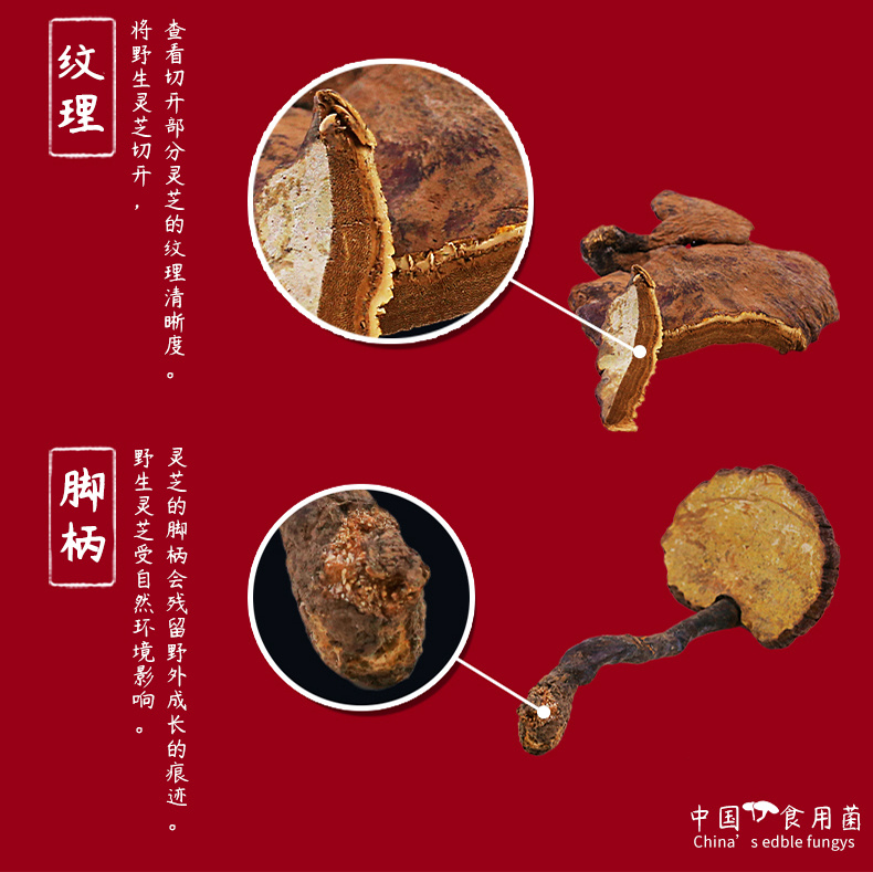 野生赤灵芝_05.jpg