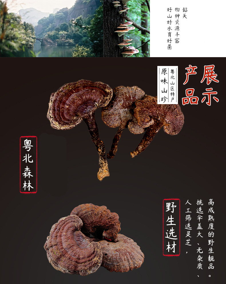 野生赤灵芝_02.jpg