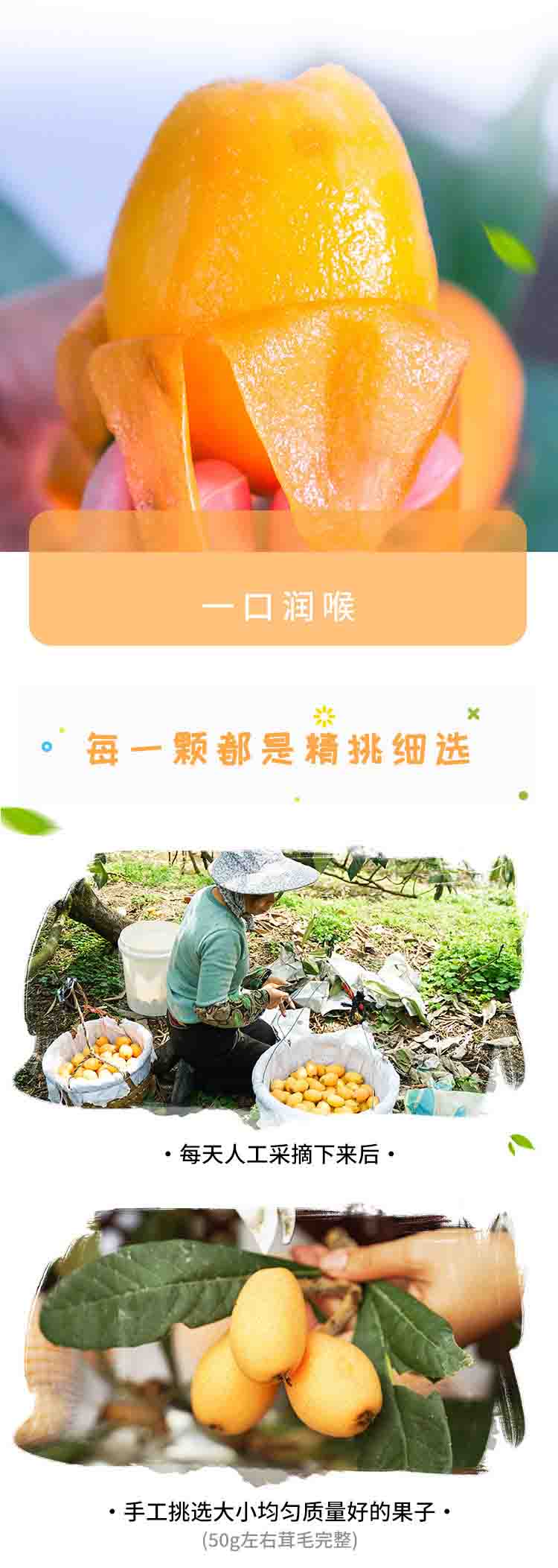 枇杷详情页_00000.jpg