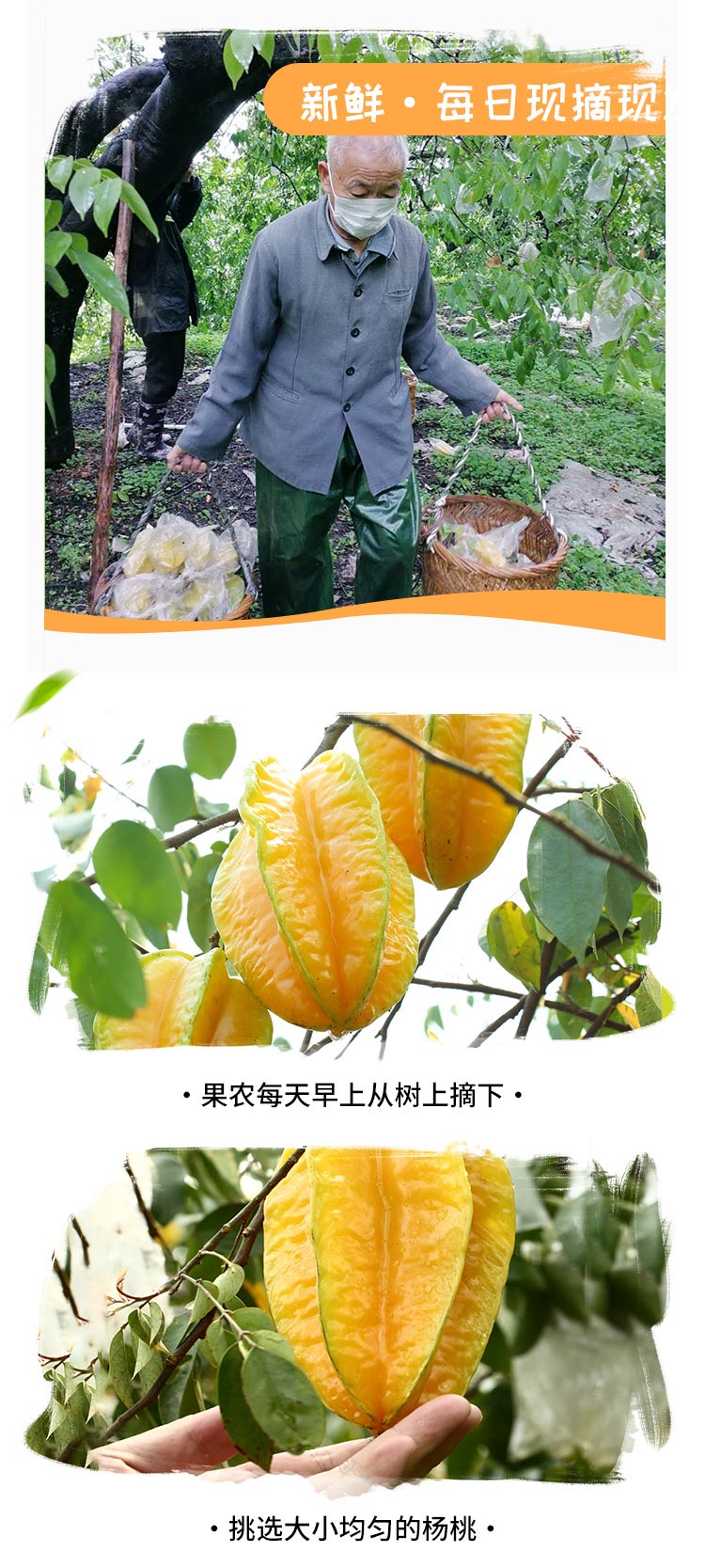 杨桃详情页3_04.jpg