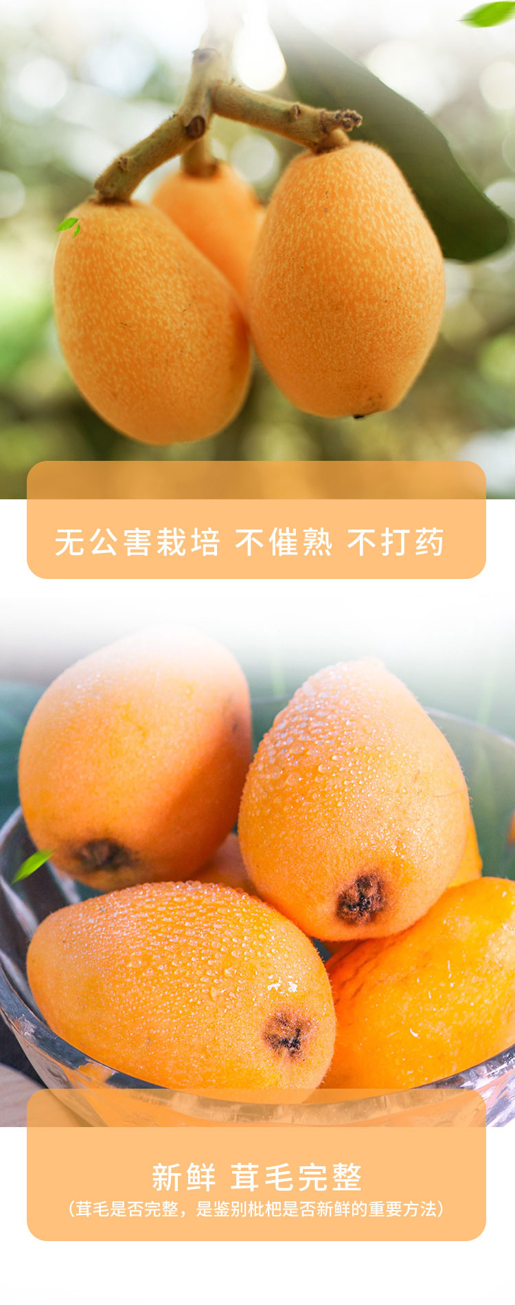 枇杷详情页_04.jpg