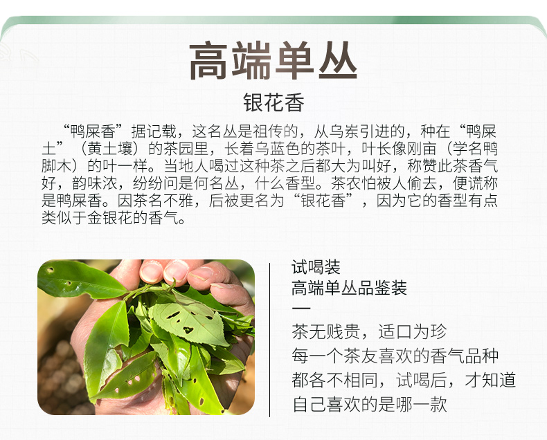高山鸭屎香详情页头部_03.jpg